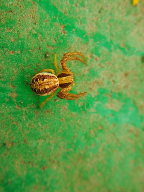 Xysticus