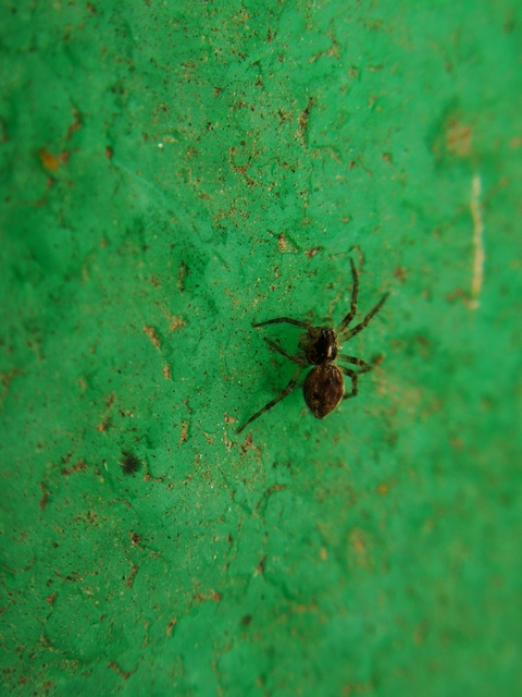 Pisaura mirabilis - csodáspók