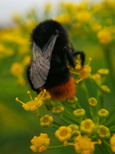 Bombus lapidarius - kövi poszméh