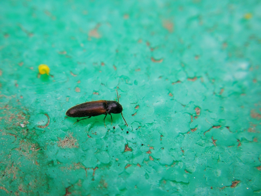 Adrastus