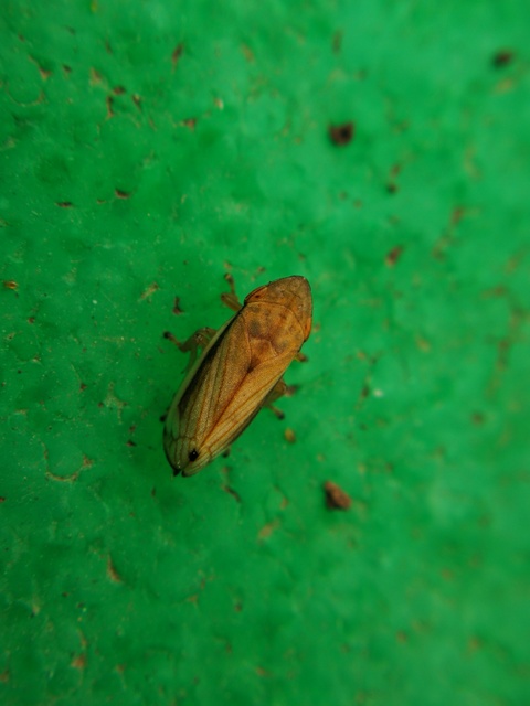 Aphrophoridae