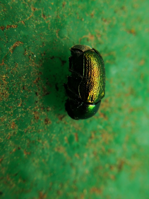 Cryptocephalus