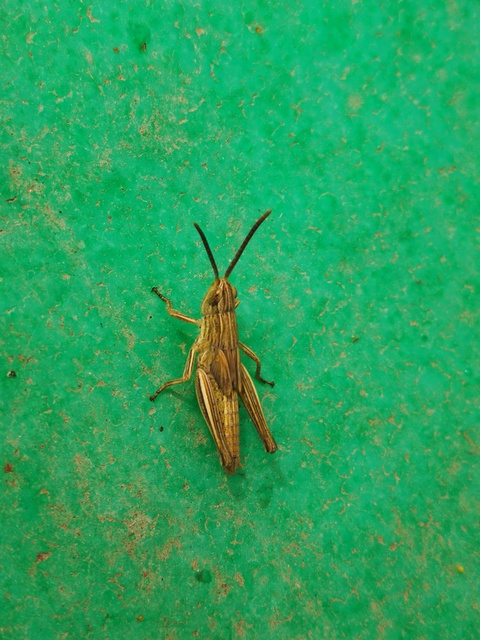 Chorthippus (Chorthippus) (subgenus)