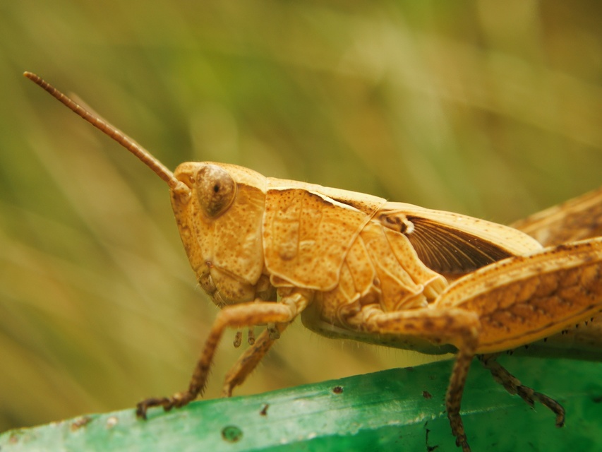Chorthippus (Glyptobothrus) (subgenus)