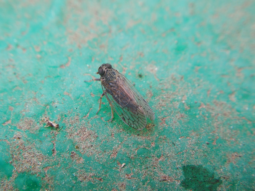 Cixiidae - recéskabócák