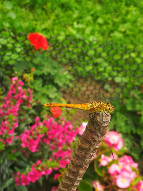 Sympetrum sanguineum - vörös katona-szitakötő