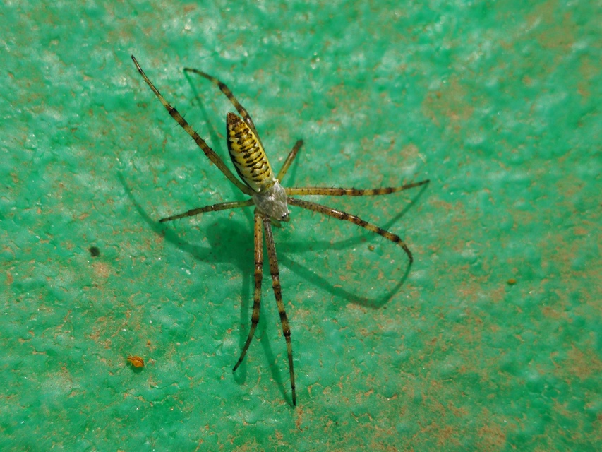 Argiope bruennichi - darázspók