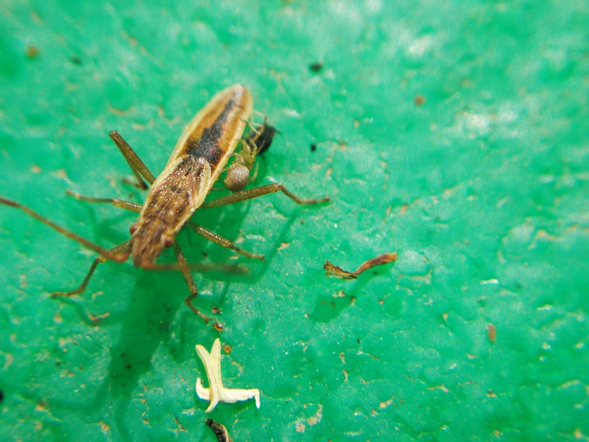 Myrmus miriformis - kurtaszárnyú karimáspoloska