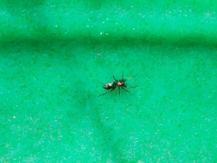 Micaria formicaria
