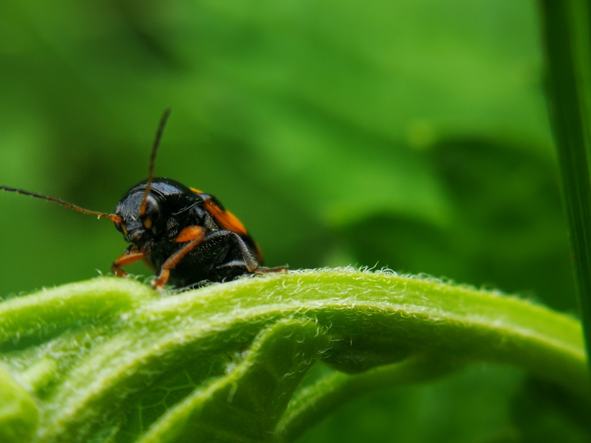 Cryptocephalus anticus - réti zömökbogár