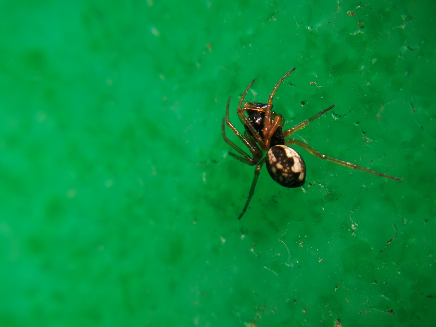 Pachygnatha degeeri