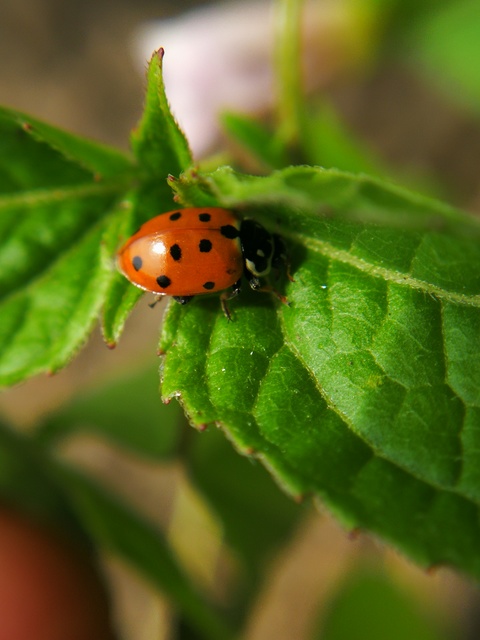 Hippodamia variegata - tizenhárompettyes katica