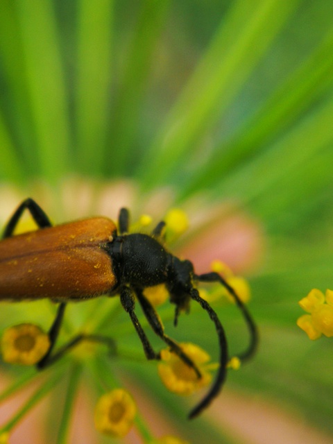 Stictoleptura fulva - vörhenyes virágcincér