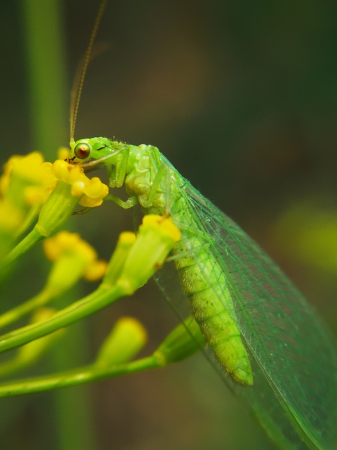 Chrysopidae - zöldfátyolkák
