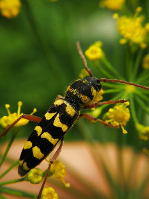 Echinocerus floralis - lucerna-darázscincér