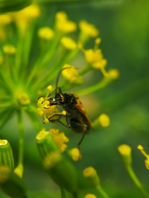 Oedemera femorata - sárgahátú álcincér