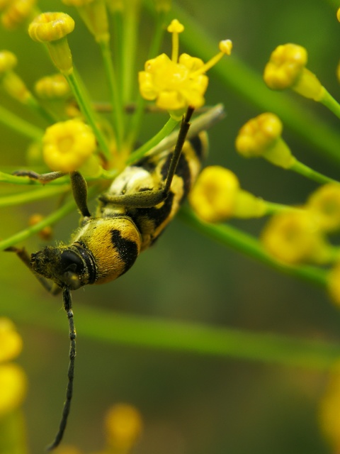 Chlorophorus varius - díszes darázscincér