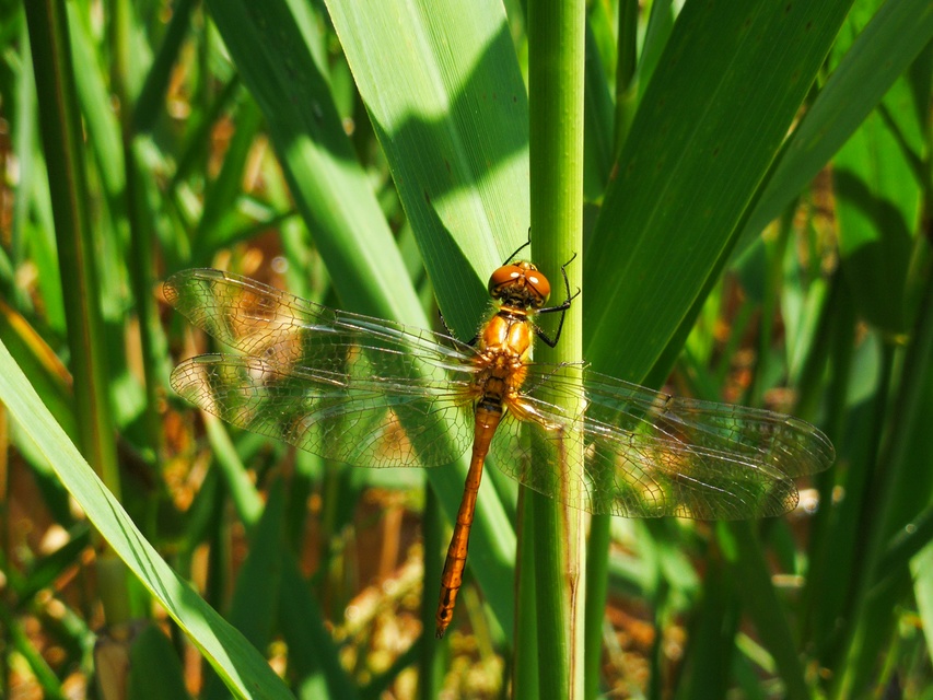 Sympetrum sanguineum - vörös katona-szitakötő