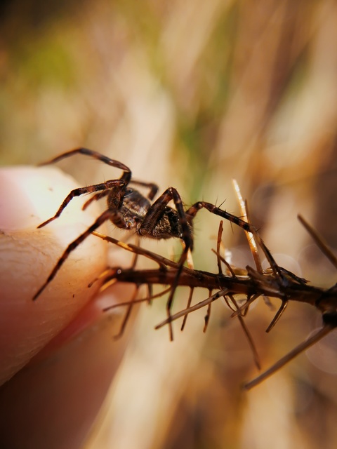 Pardosa