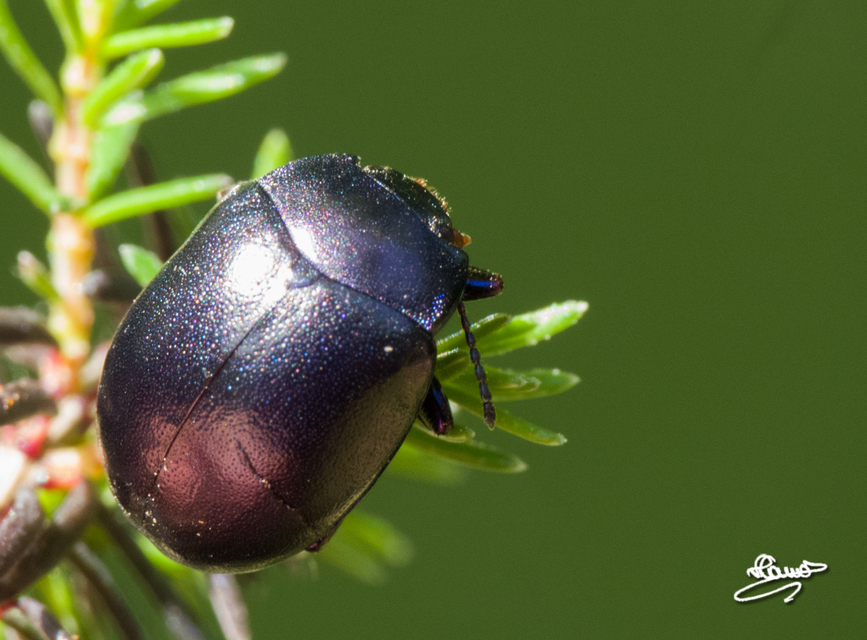 Chrysolina sturmi - vöröslábú levelész