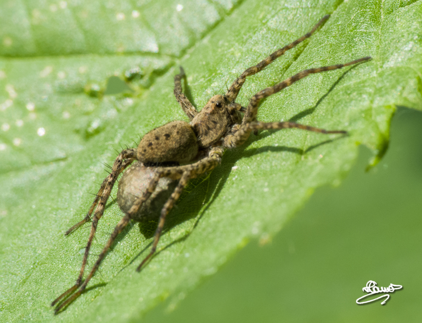 Pardosa