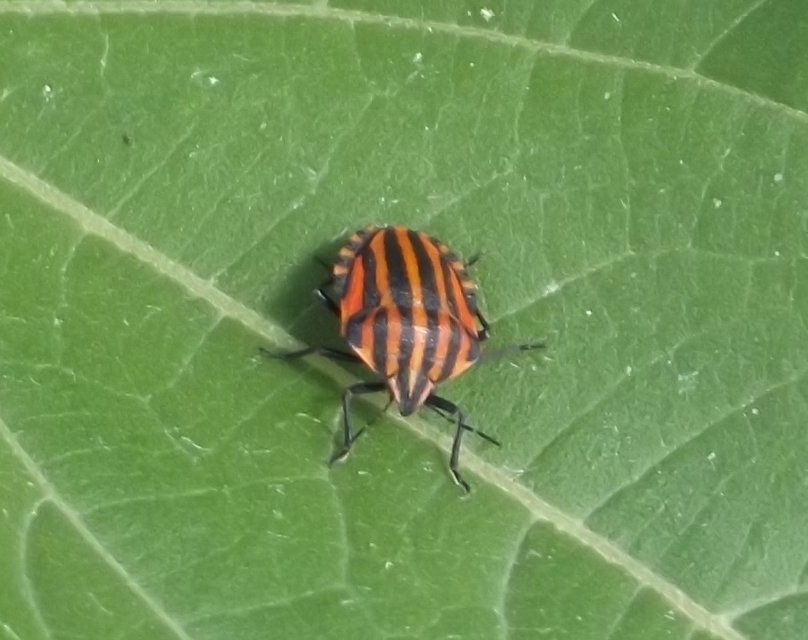 Graphosoma italicum - csíkos pajzsospoloska