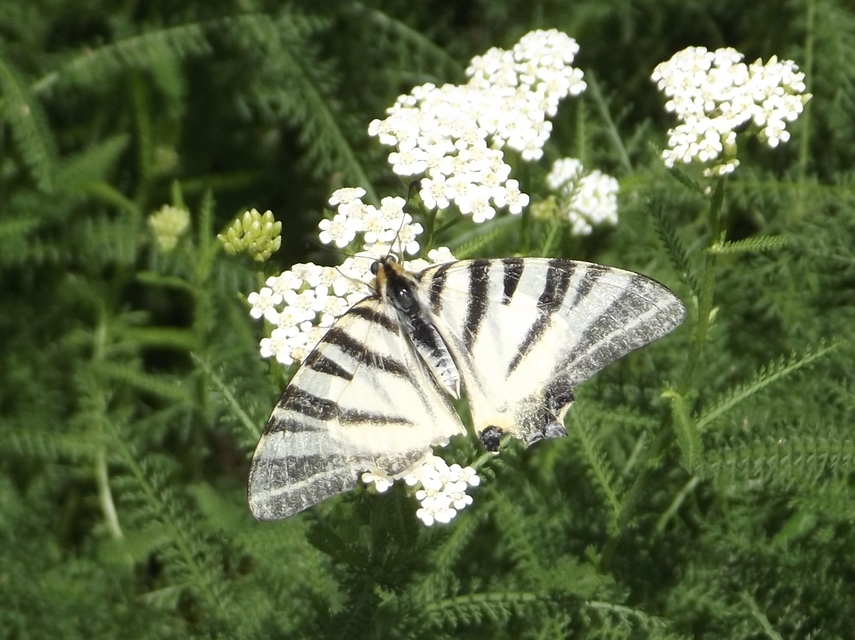 Iphiclides podalirius - kardoslepke