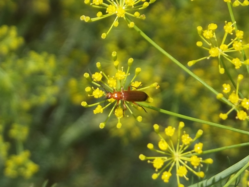 Rhagonycha fulva - feketevégű lágybogár