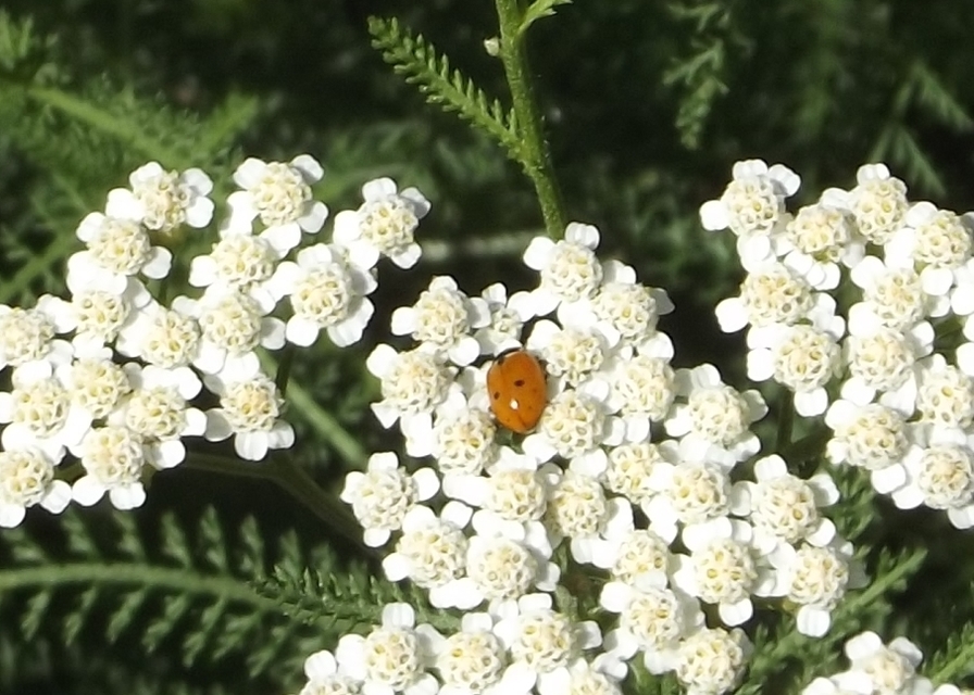 Hippodamia variegata - tizenhárompettyes katica