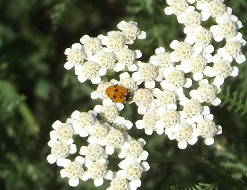 Hippodamia variegata - tizenhárompettyes katica