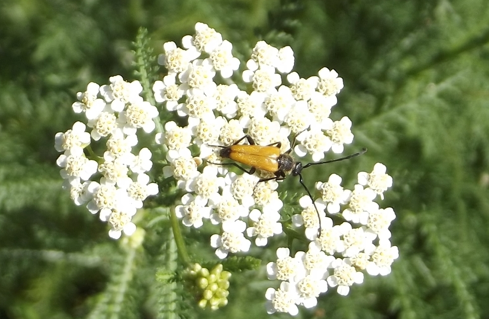 Stictoleptura fulva - vörhenyes virágcincér