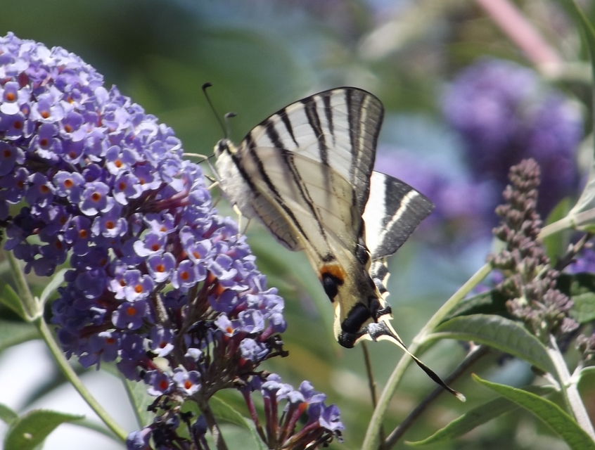 Iphiclides podalirius - kardoslepke