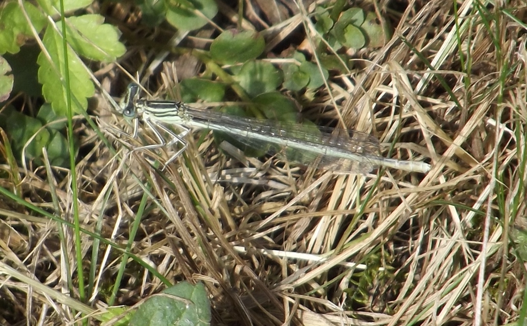 Platycnemis pennipes - széleslábú szitakötő