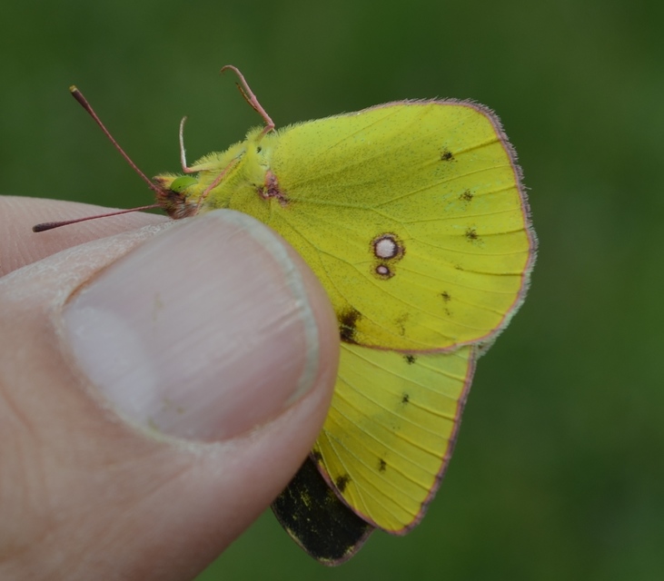 Colias erate - csángó-kéneslepke