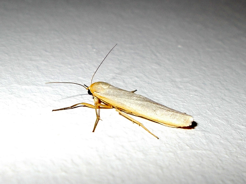 Eilema complana - közönséges zuzmószövő