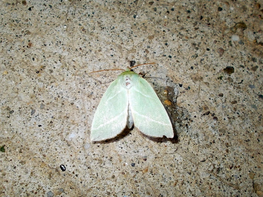 Pseudoips prasinana - bükkfa-zöldbagoly
