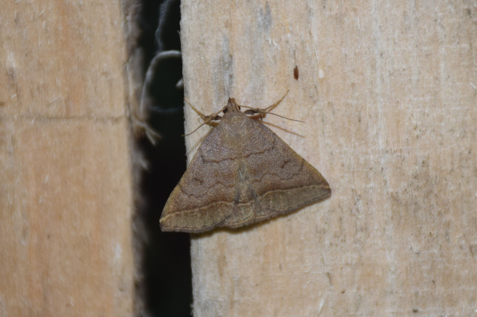 Zanclognatha lunalis - pelyheslábú karcsúbagoly