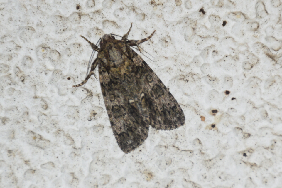 Acronicta rumicis - sóska-szigonyosbagoly