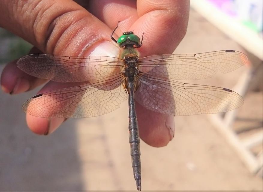 Somatochlora flavomaculata - sárgafoltos smaragdszitakötő