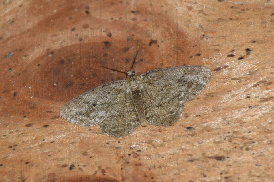 Ectropis crepuscularia - avararaszoló