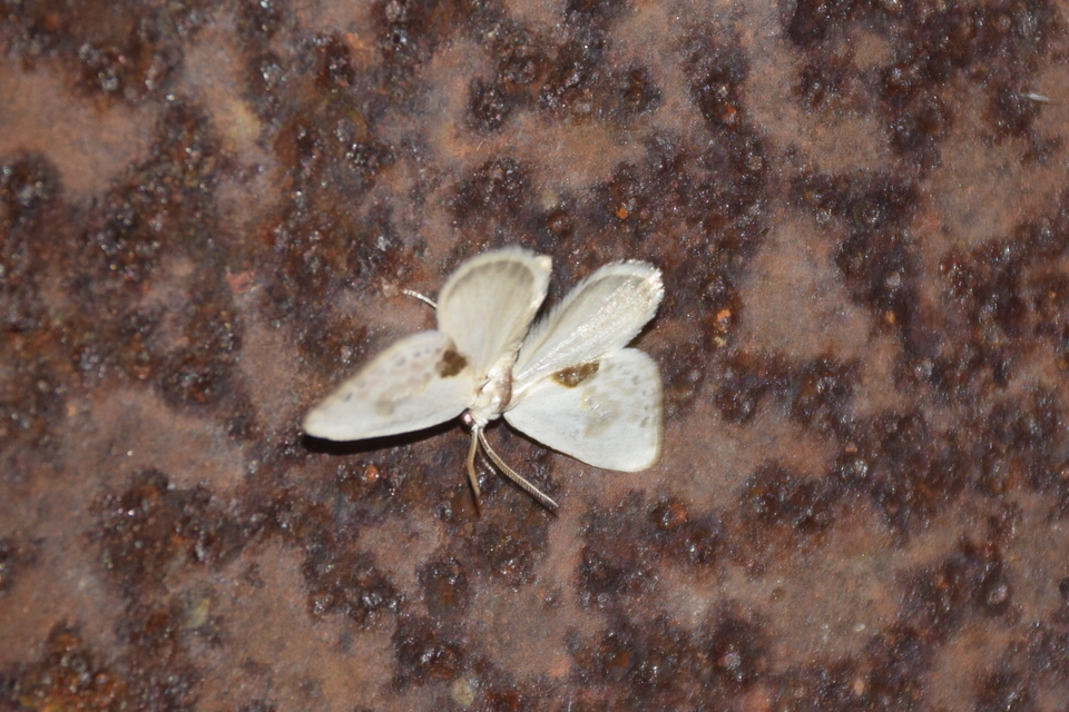 Cilix glaucata - törpe sarlósszövő