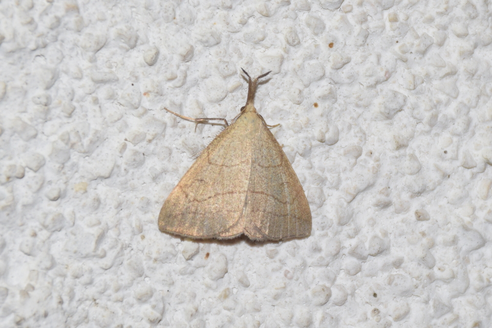 Polypogon tentacularia - sötétaljú karcsúbagoly