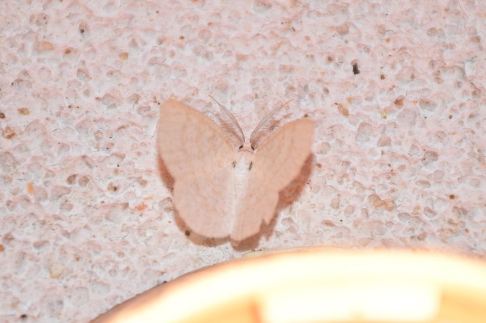 Cabera exanthemata - pettyes égeraraszoló