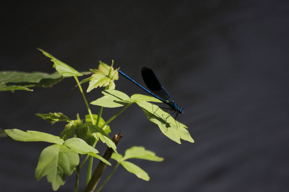 Calopteryx splendens - sávos szitakötő
