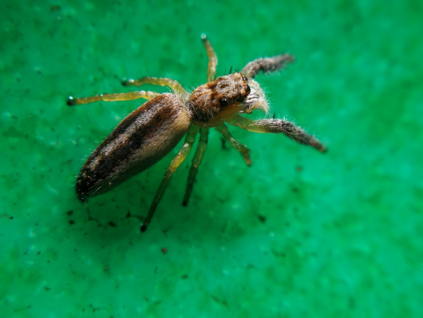 Mendoza canestrinii - mediterrán nádiugrópók