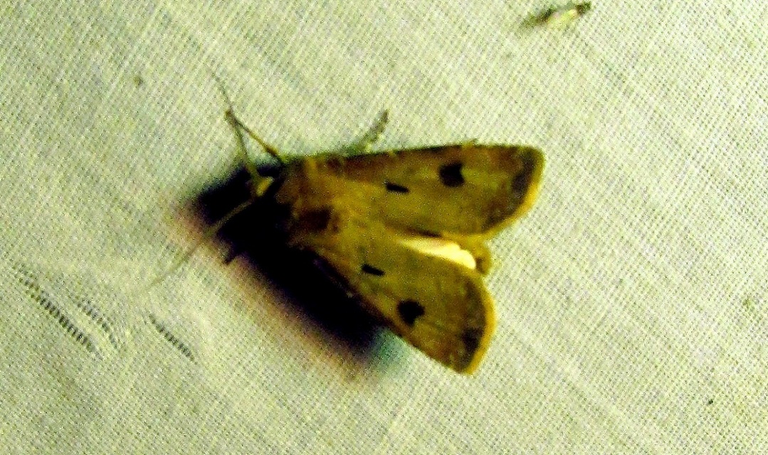 Agrotis exclamationis - felkiáltójeles földibagoly