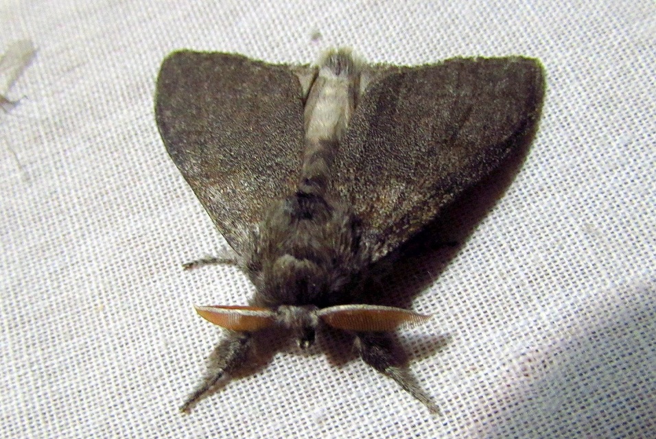 Calliteara pudibunda - hamvasszövő