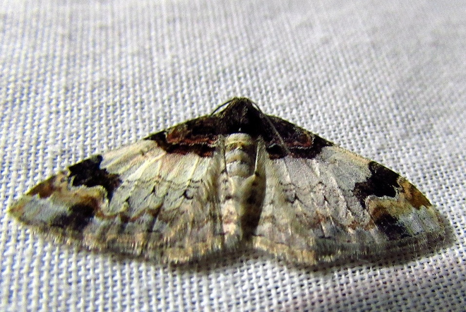 Catarhoe cuculata - csuklyás tarkaaraszoló