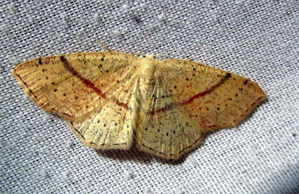 Cyclophora punctaria - sávos pettyesaraszoló