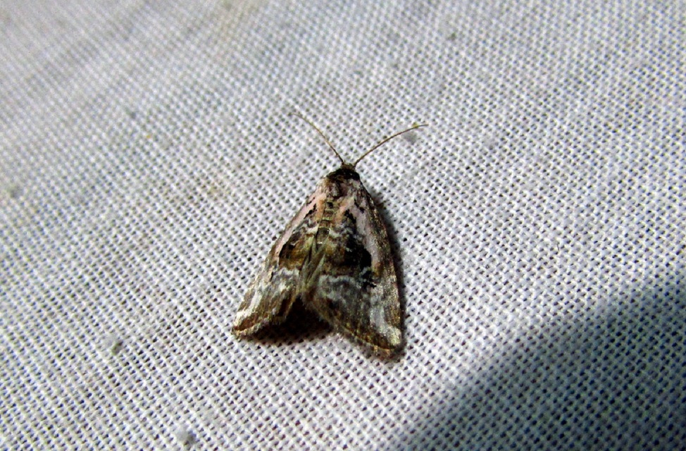 Hapalotis venustula - rózsaszínű mázasbagoly